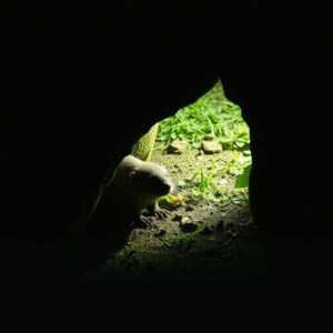 Whisper Roll - Music For Golf - Single
